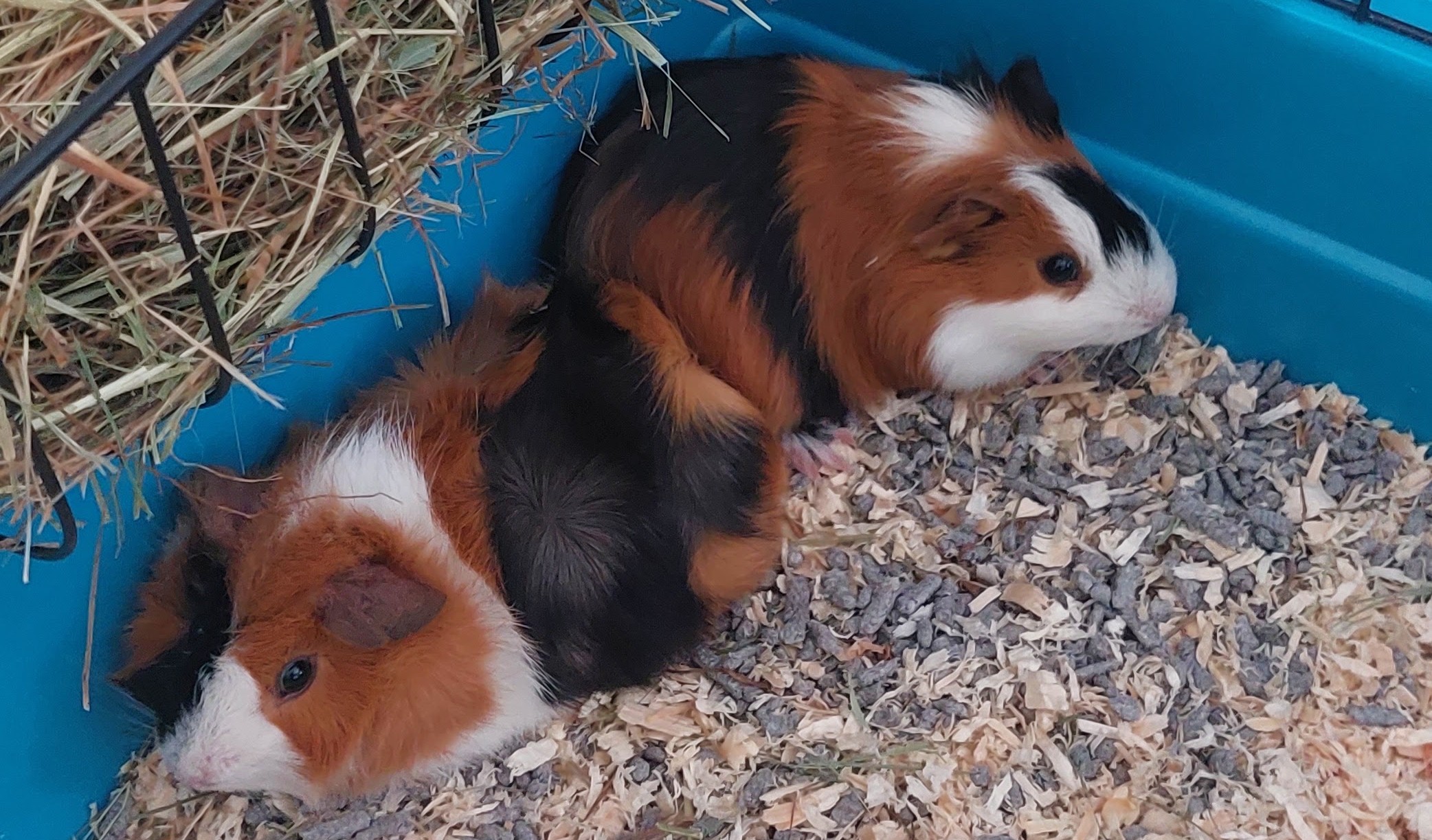 Picture of My Guinea Pigs